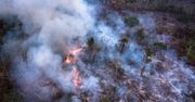 Amazonia. Brazylijskie lasy deszczowe są trawione przez najgorsze od 10 lat pożary