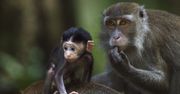 Małpy też lubią na to popatrzeć. Zaskakujące wyniki badań