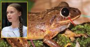Odkryli nowy gatunek żaby. Patronem Greta Thunberg