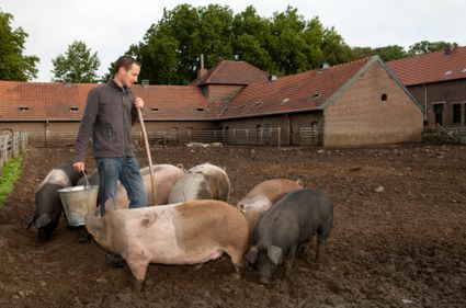 Hodowla świń - od 2013 r. zmienią się przepisy