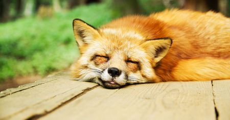 Firefox z DNS-over-HTTPS tylko w USA. Dlaczego nie w Europie?