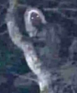 Prezydent Meksyku pokazał zdjęcie zjawy. Aluks uchwycony na drzewie