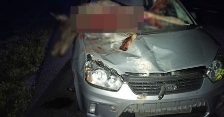 Samochód zderzył się z łosiem. Zwierzę zatrzymało się na fotelu pasażera