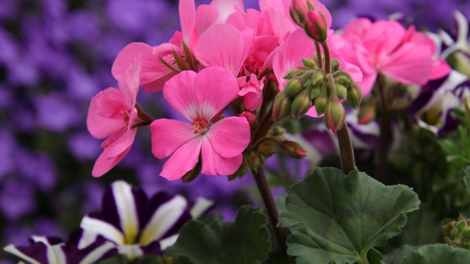  Warszawa. Trwa konkurs "Warszawa w kwiatach i zieleni"