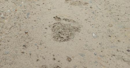 Zaczęło się w Bieszczadach. "Z ukrycia wychodzą okazałe samce"