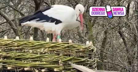 Nagrali bociana. "Poruszający". Już blisko 100 tys. wyświetleń
