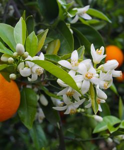 Woda z kwiatów pomarańczy – z czym to jeść?