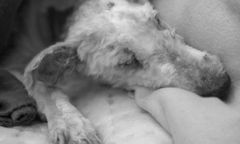 Wyrzuciła psa z balkonu. Sąd wymierzył jej karę za okrutne zachowanie