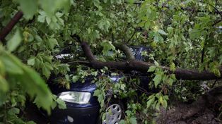 Gałąź uszkodziła samochód na głównej ulicy Bydgoszczy. "Kierowcy nic się nie należy"