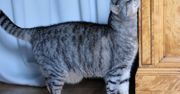 Kot ociera się o rogi mebli? Taki jest powód