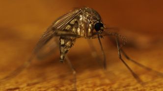 Malaria największym wrogiem podróżujących w tropiki