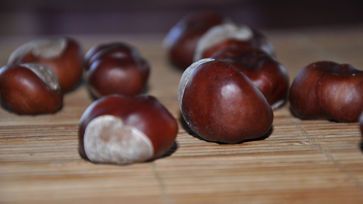 Nie ma naukowych dowodów, który potwierdziłyby, że obecność kasztanów w domu ma prozdrowotne właściwości