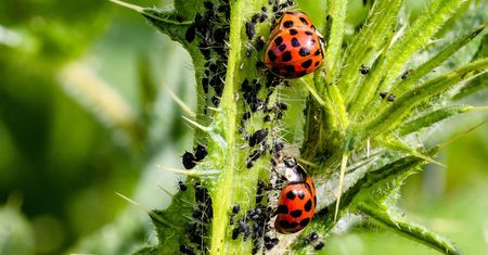 Inwazja chińskich biedronek w Lublinie. Mogą być niebezpieczne dla ludzi