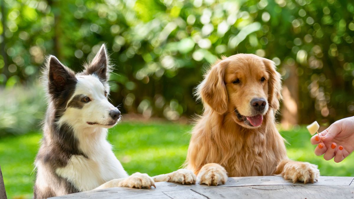 Mój pies nie je tych produktów 