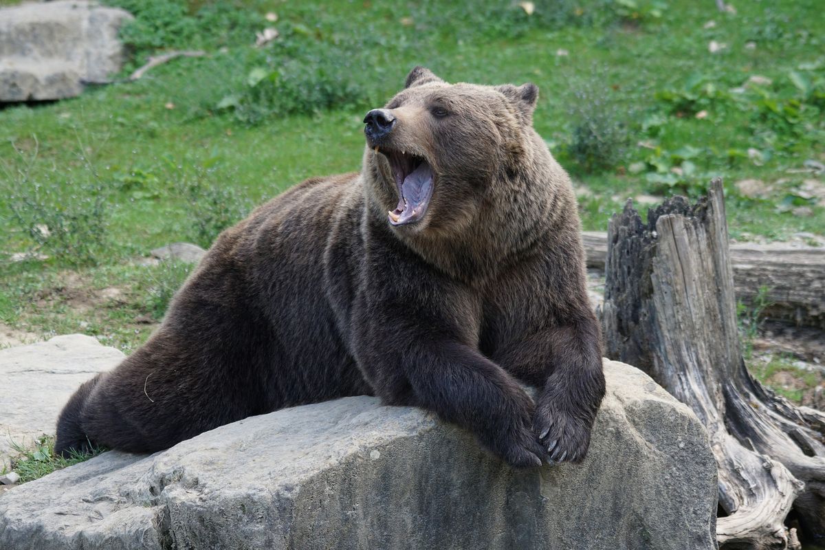 USA. Niedźwiedź zaatakował jej psy. Błyskawicznie ruszyła im z odsieczą