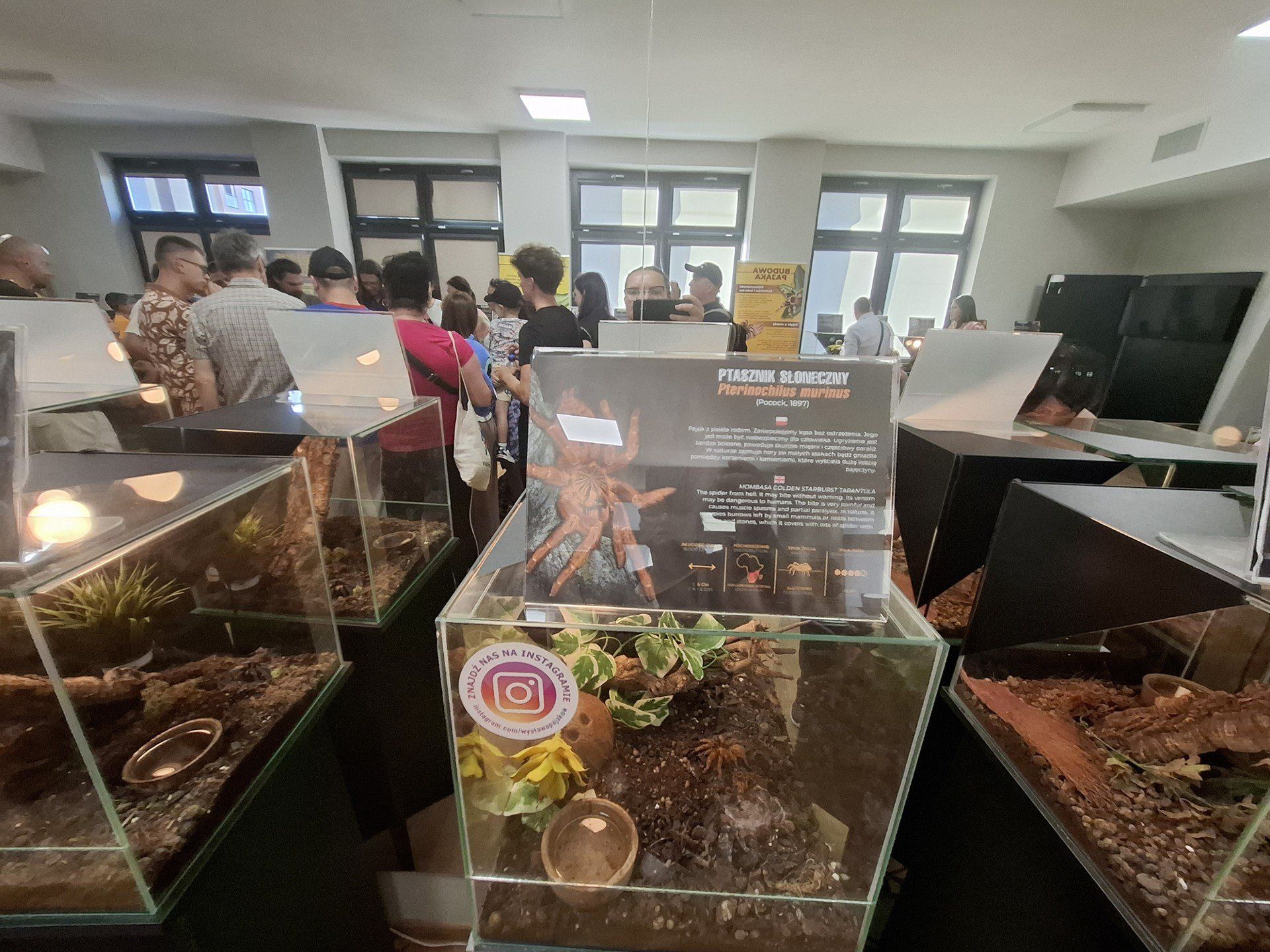 Wystawa pająków, którą warto odwiedzić. Wszystko w ramach Święta Kwiatów, Owoców i Warzyw