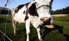 Tragedia na Podkarpaciu. Byk zmasakrował 44-latka