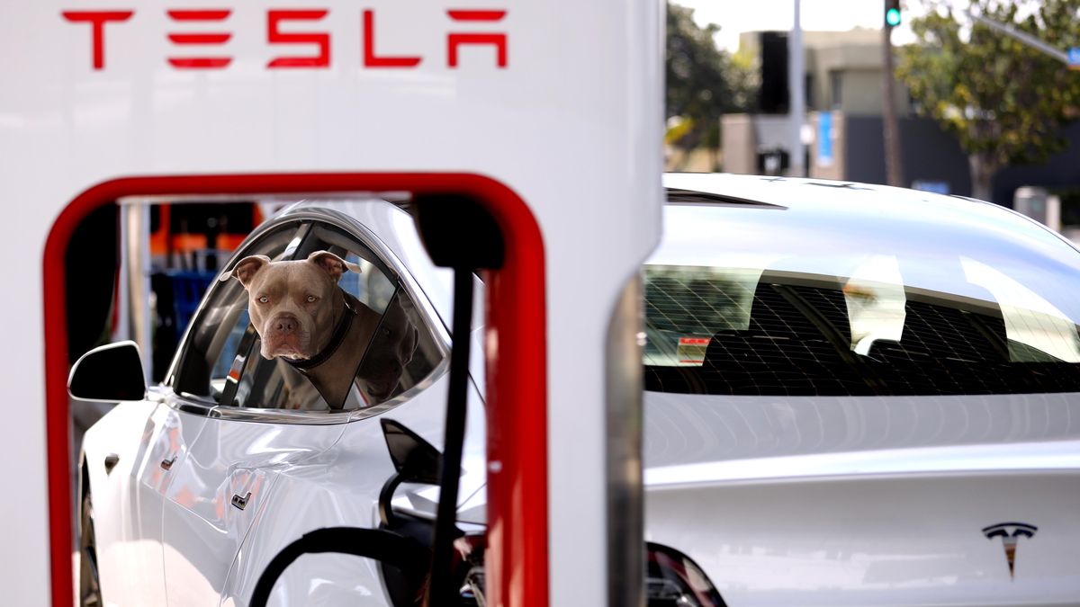 SANTA MONICA, CA - APRIL 17, 2024 - A dog and his owner wait for a recharge to be complete at a Tesla Supercharger station at the corner of 14th St. and Santa Monica Blvd. in Santa Monica on April 17, 2024. Tesla Inc. is laying off more than 10% of its workforce, Chief Executive Elon Musk wrote in an email to staff. Musk cited job overlap and the need to reduce costs, according to the email sent last Sunday. Bloomberg News estimated that the layoffs would affect more than 14,000 employees. (Genaro Molina/Los Angeles Times via Getty Images)