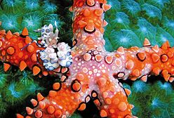 Podwodny świat w obiektywie