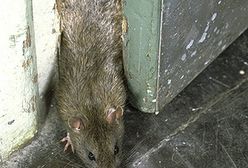 Paryskie szczury muszą zginąć przed letnim sezonem