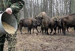 Żubr wychodzi z lasu