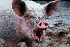 Rolnicy w Warszawie - delegacja rozmawia z rządem