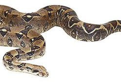 Pyton udusił swojego właściciela