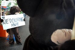 Misie protestują: przestańcie nas dokarmiać!