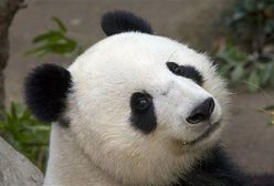 Panda z San Diego po raz czwarty zostanie mamą