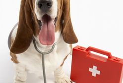 Pieskie życie bez weterynarza