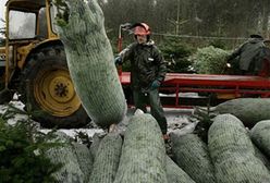 Choinki cuchnące rybą
