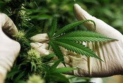 CBŚ zlikwidowało plantacje marihuany