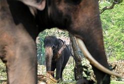 W RPA znów będzie można zabijać słonie