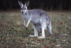 400 kangurów do odstrzału