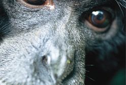 Szympansy, jak my, potrafią współczuć