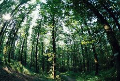 Ukryta kamera w dziupli - tajna broń leśników