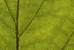 Paliwo napędza nadzieję