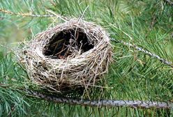 Co roku tracimy jeden gatunek ptaków