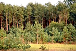 Zakaz wstępu do lasu w ponad połowie nadleśnictw w Polsce