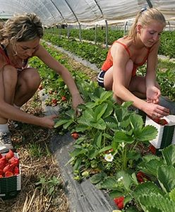 Paryż otworzył rynek dla pracowników z Polski