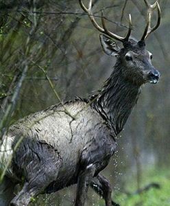 Jeleń poturbował mężczyznę