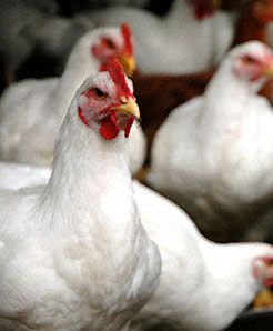 110 tysięcy uśpionych kur w ciągu jednej nocy