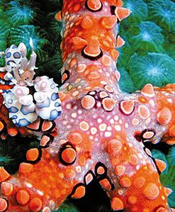 Podwodny świat w obiektywie