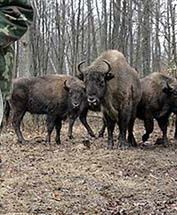 Żubr wychodzi z lasu