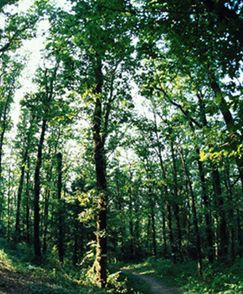 Nocne eskapady BOR-owców - strzelają i straszą ludzi