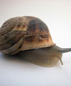 Zbiory ślimaków w Polsce nie będą obfite