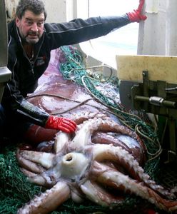 Złowiono kałamarnicę-giganta