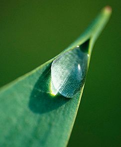 Naukowcy podzielili kroplę na dwie