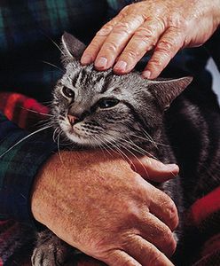 Czy naprawdę zwierzęta lubią, gdy je głaszczemy?