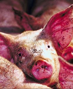 Świnie spaliły dom